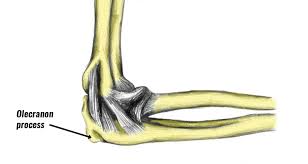 projection of ulna known as elbow