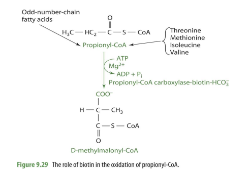 <p>it aids in coverting it to D-methylmalonyl CoA </p>
