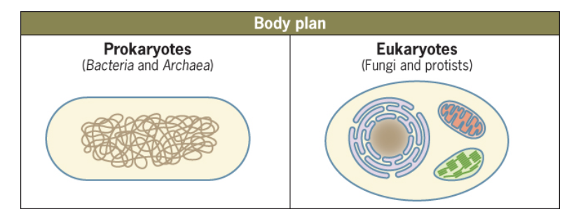 <p>p- no true nucleus, thick glob of dna which isnt membrane bound</p><p>e-t<span>rue nucleus and other membrane-bound organelles (endoplasmic reticulum, mitochondria)</span></p>