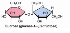 <p>glucose and fructose </p><ul><li><p>alpha, beta 1—&gt; 2 glycosidic bond </p></li></ul><p></p>