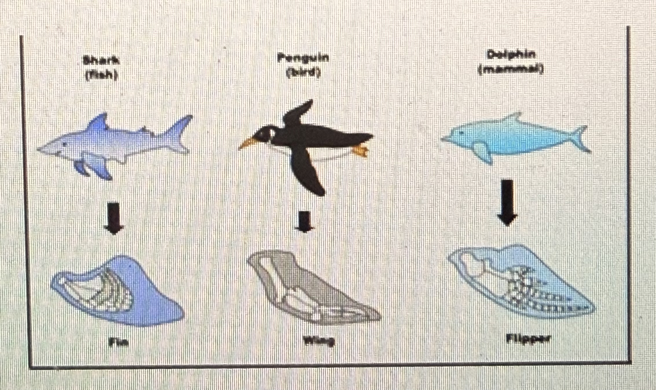 <p>The three organisms below all use forelimbs to swim through the water. These appendages do not share an evolutionary history, they evolved from different features. Therefore they are ______ structures.</p><p>homologous</p><p>derived</p><p>heterologous</p><p>analogous</p>