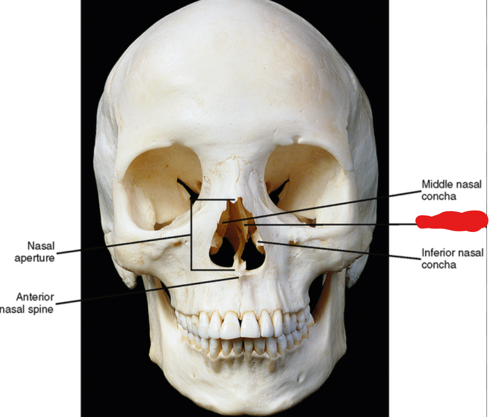 <p>What Structure is this on the Face?</p>