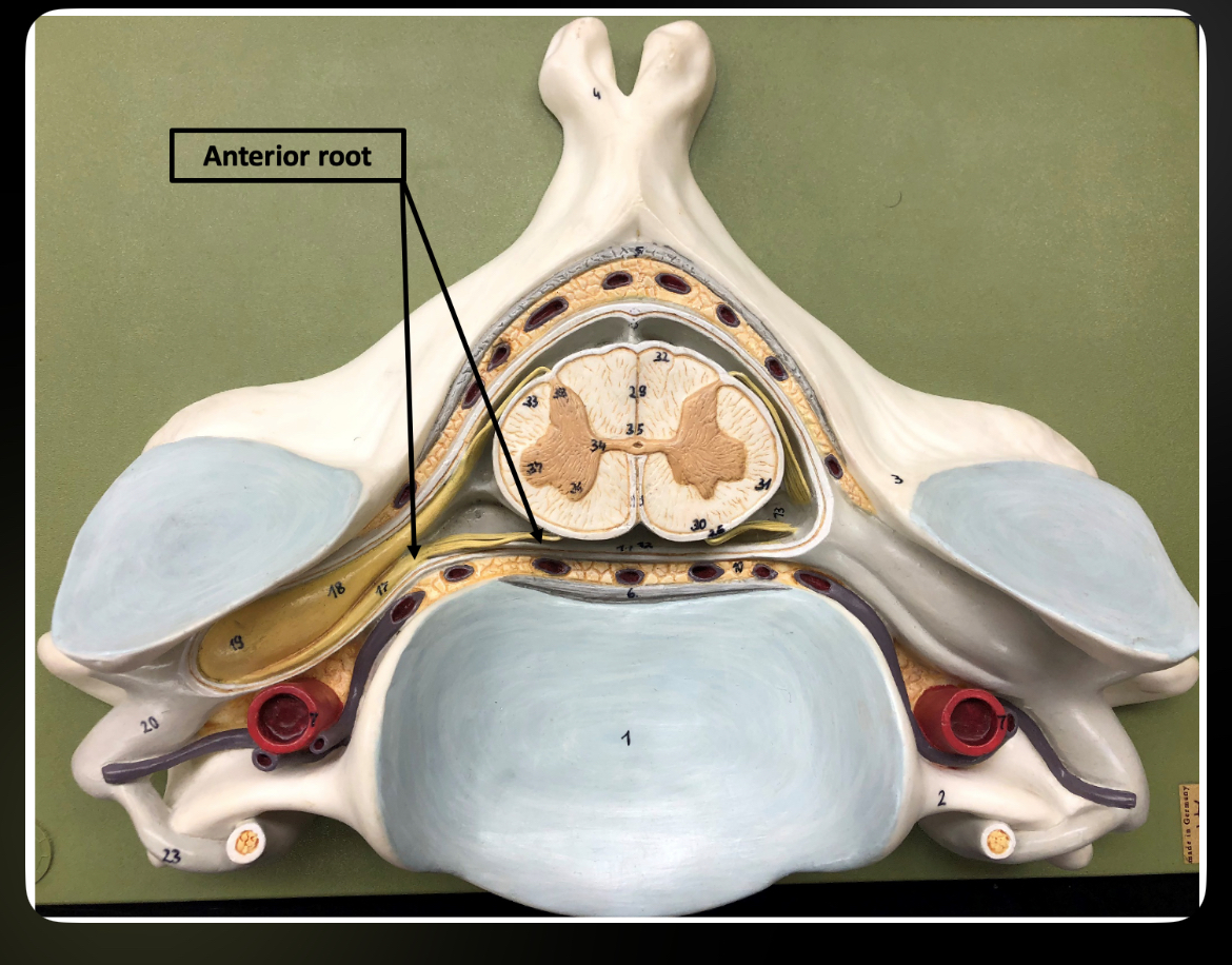 <p>Anterior (Ventral) Root</p>