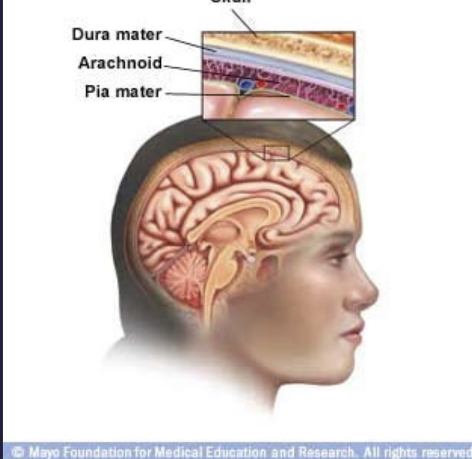 <p>What are the 3 meninges </p>