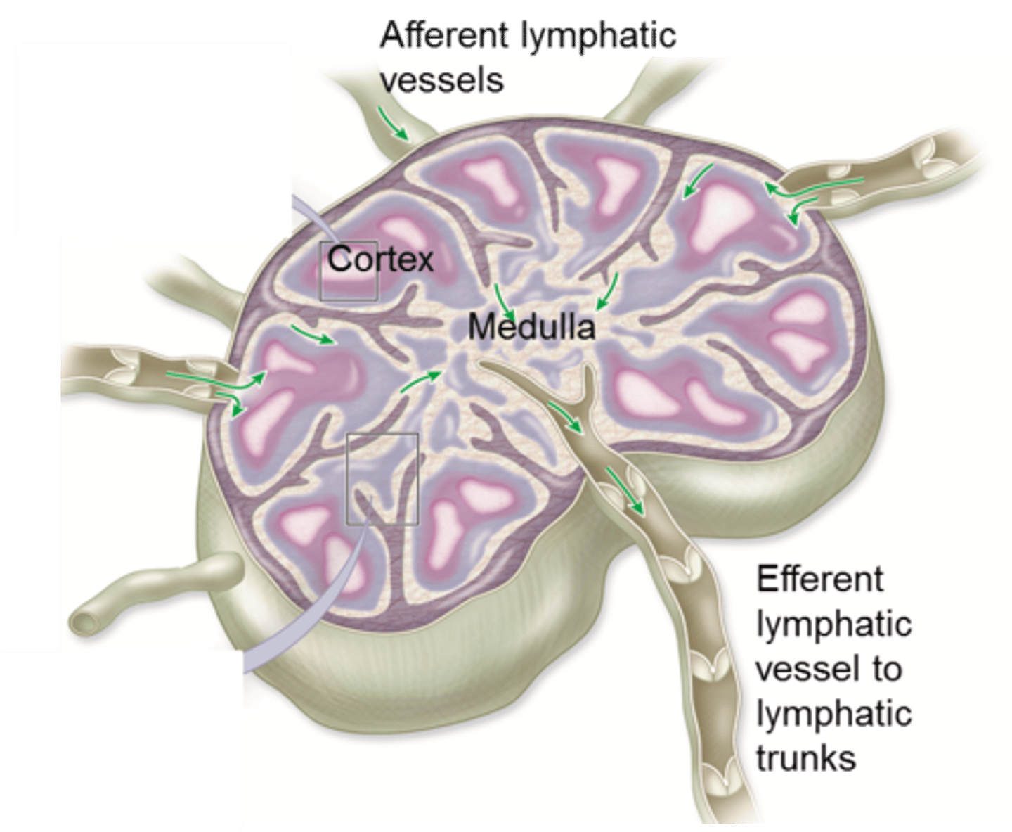 <p>Vessels leaving the lymph node</p>