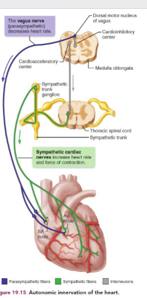 <p>Cardioinhibitory:</p><ul><li><p>parasympathetic innervation - rest and digest</p></li><li><p>Decreases HR</p></li><li><p>Restricted to SA and AV nodes and coronary arteries</p></li></ul><p></p><p>Cardioacceleratory:</p><ul><li><p>sympathetic innervation - fight or flight</p></li><li><p>Increase HR and strength contraction</p></li><li><p>Targets same structure as parasympathetic fibres but also project to cardiac musculature throughout heart</p></li></ul><p></p>
