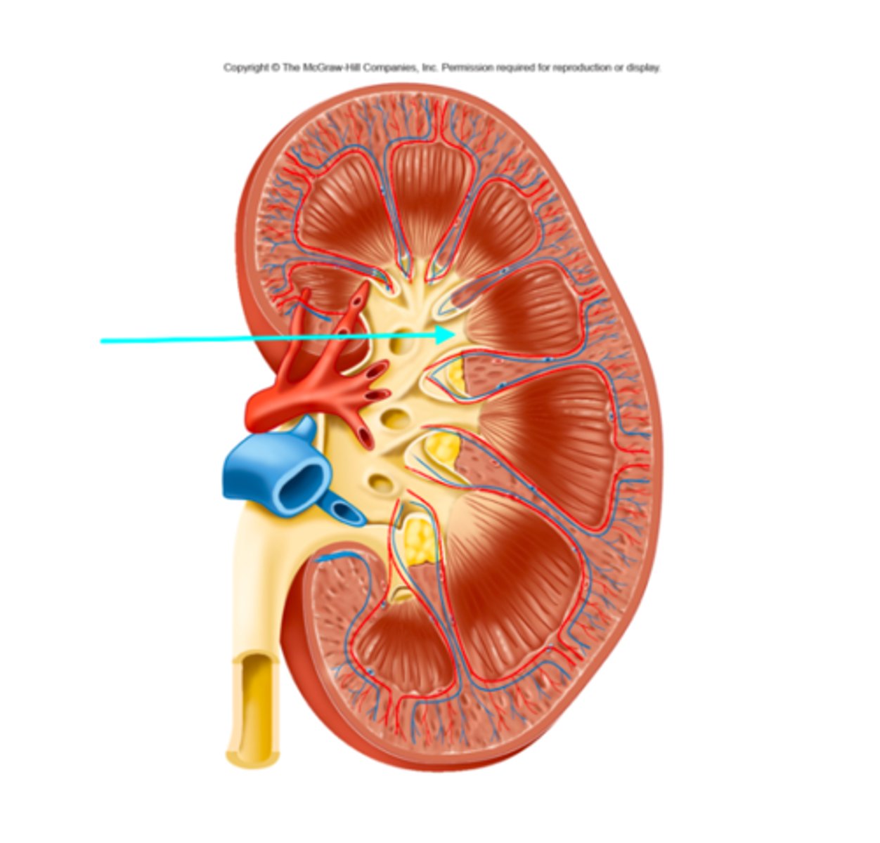 <p>What structure of the kidneys is the blue arrow pointing at?</p>