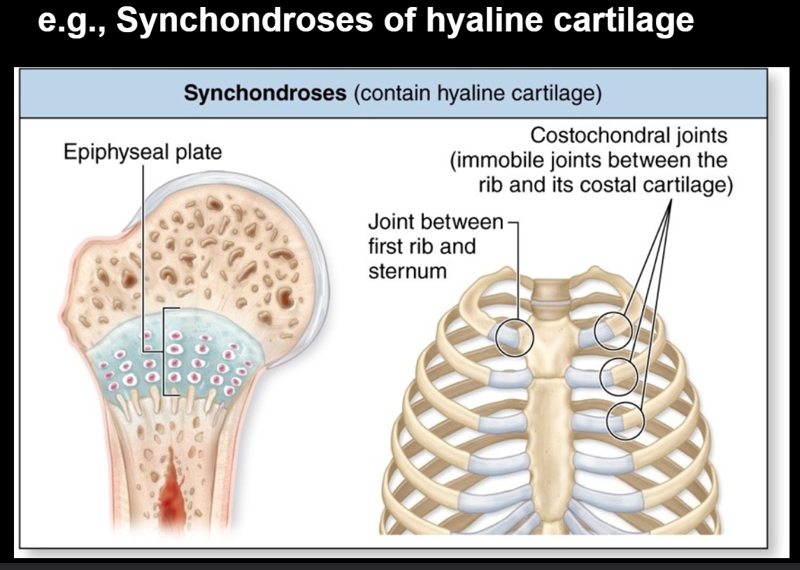 <p>epiphyseal plate and costochondral joints</p>