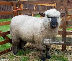 <p>meat/ medium wool breeds</p>