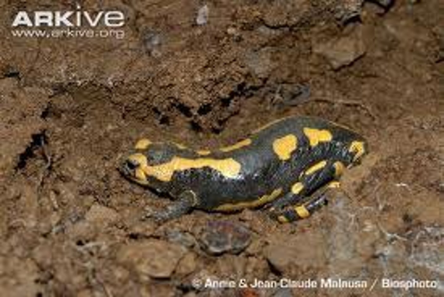 <p>An organism goes dormant for a long period of time to escape hot temperatures.</p><p>example: African bullfrog, fringe toed lizard, turtle</p>