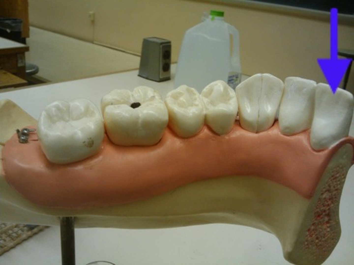 <p>Chisel shaped for biting and cutting</p>