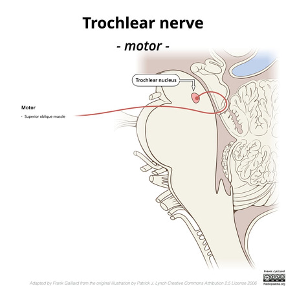 <p>dorsally (at back and wraps around) → susceptible to damage from trauma (esp. whiplash injuries)</p>