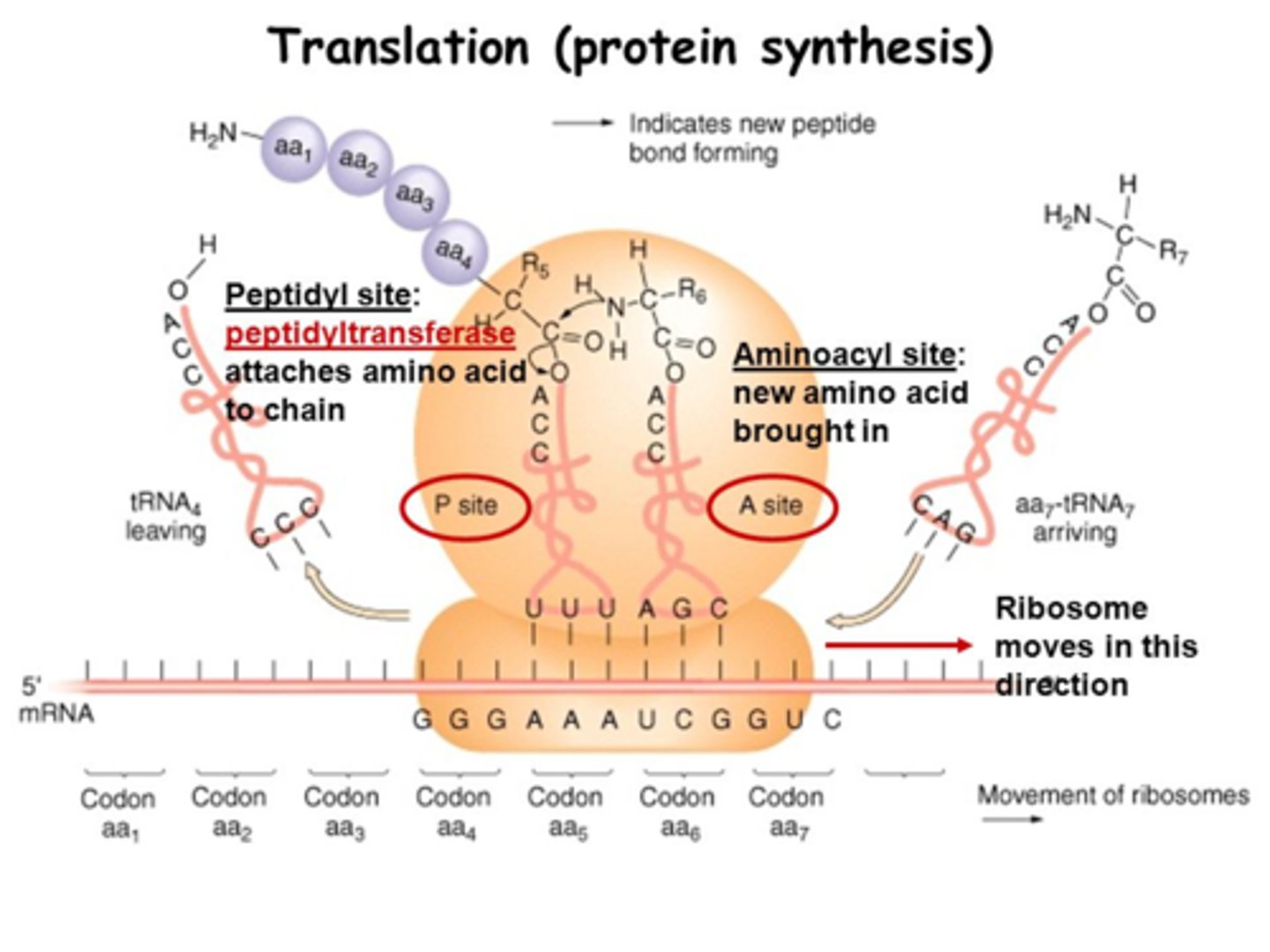 <p>N to C term</p>