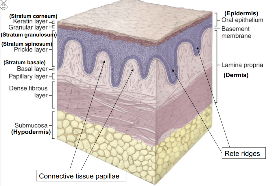 <ul><li><p><strong>Stratified squamous epithelium</strong> on top of <strong>lamina propria</strong> (CT proper/dermis layer)</p></li><li><p>May be a deeper layer of <strong>submucosa</strong> present (hypodermis)</p></li></ul><p>3 types:</p><ol><li><p><strong>Masticatory mucosa</strong> – keratinized; gingiva &amp; hard palate</p></li><li><p><strong>Lining mucosa</strong> – non-keratinized; cheeks, lips, floor of mouth, soft palate</p></li><li><p><strong>Specialized mucosa</strong> – on tongue; contains taste buds</p></li></ol><p></p>