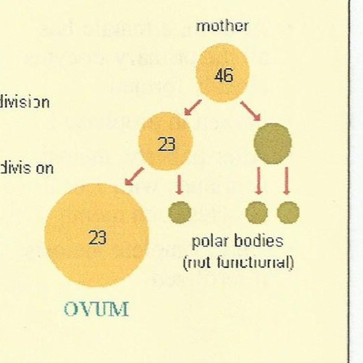 <p>cells produced in females that do not complete maturation during oogenesis and do not participate in reproduction</p>