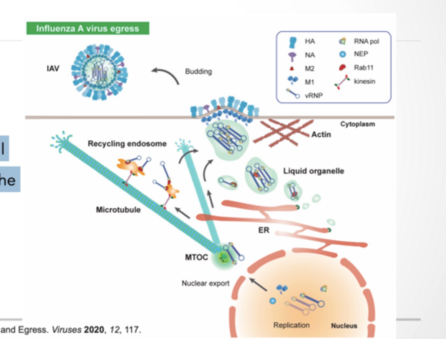 <p>EXPORT</p><p>EXOCYTOSIS Influenza is model for this as well </p><p>Particles are transported along the microtubules and spit out in vesicles.</p><p>Actin plays a role in exocytosis</p><p>HOW DO VIRUSES KILL CELLS </p><p>Some virus induce cellular degradation as their escape mechanism </p><p>Corona virus can induce apoptosis </p><p>Some types Due to co-opting of cellular machinery </p><p>Specific protein may induce cellular response</p><p>Apoptosis (programmed death → controlled)</p><p>Necrosis (cell bursts → messy inflammation)</p><p>Overusing cell machinery until it collapses SARS-CoV-2 can trigger apoptosis or stress responses, contributing to tissue damage.</p>