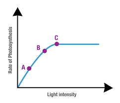 <p><span style="background-color: transparent;"><span>light intensity plant's photosynthetic rate reaches its maximum</span></span></p>