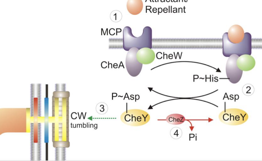 <p><span style="color: green;"><strong><span>autophosphorylation</span></strong></span><strong> which </strong><span style="color: green;"><strong><span>phosphorylates </span></strong></span><strong>CheY, changing flagellar rotation - i.e. tumbling</strong></p>