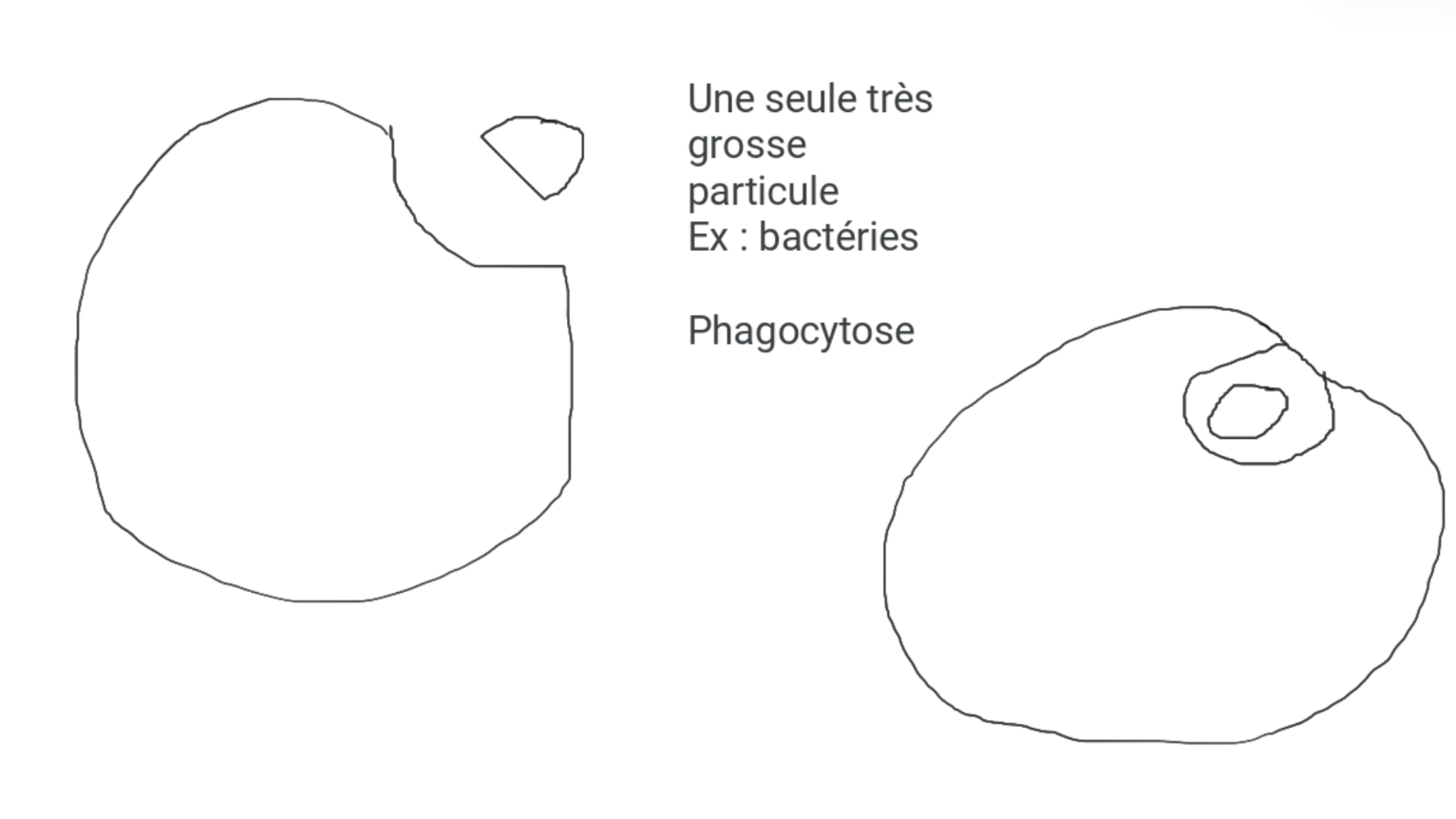 <p>La cellule englobe une très gros particule (bactérie)</p>