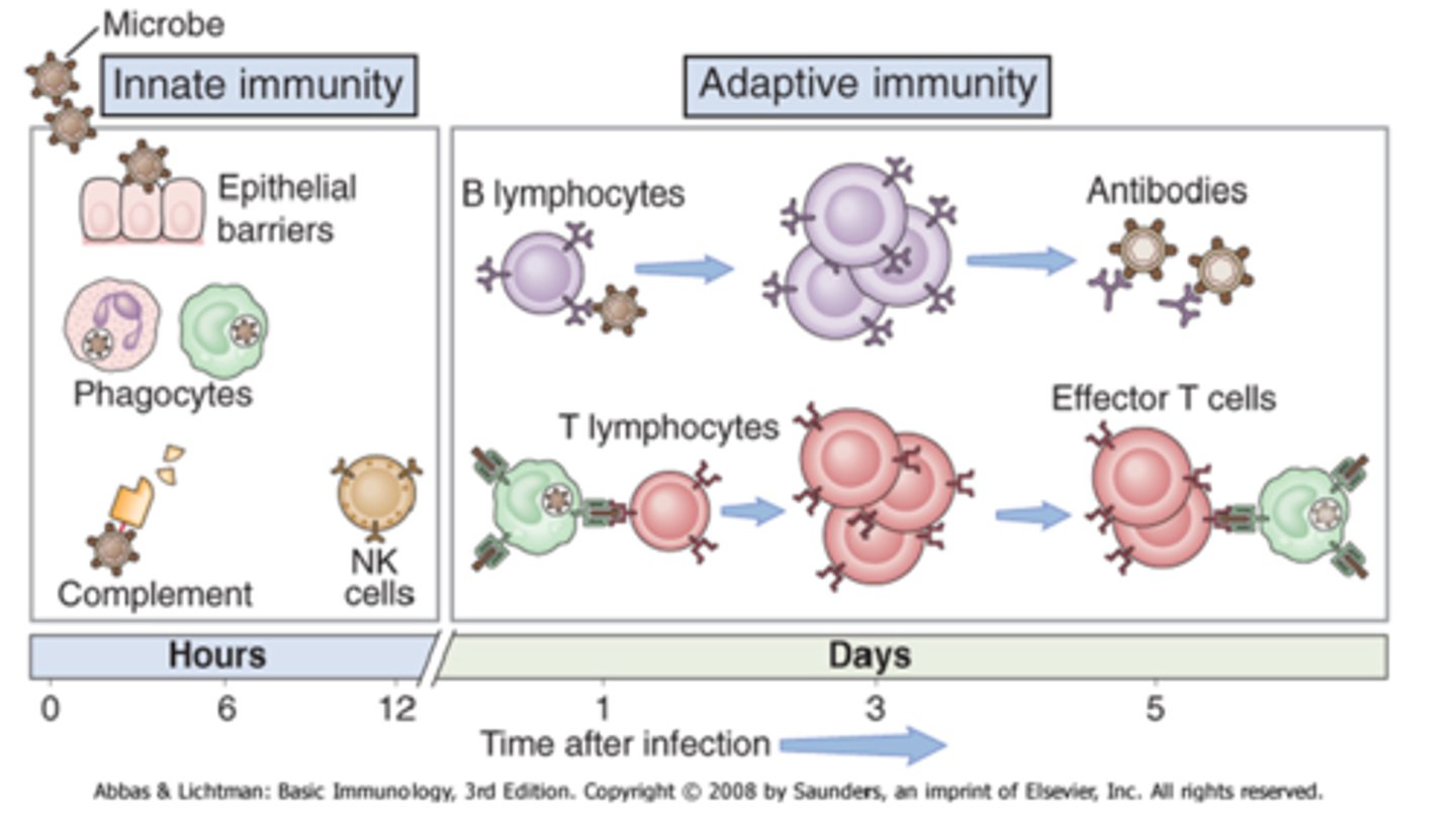 <p>- innate = born with (includes: physical barriers/WBCs)</p><p>- acquired = aka 'humoral/adaptive' (grows over time) (includes: lymphocytes: antibody mediated B memory cells, T memory cells)</p>