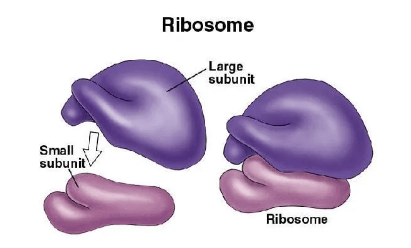 <p><span>A ribosome is a complex molecular machine composed of two subunits: a large subunit and a small subunit. <strong><mark data-color="rgb(52, 69, 127)" style="background-color: rgb(52, 69, 127); color: inherit">The complete ribosome is formed when these two subunits come together, and it is this complete structure that is capable of carrying out protein synthesis</mark></strong>. The subunits themselves are not functional for protein synthesis until they combine.&nbsp;</span></p><p></p><p></p>