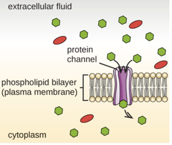 <p>Facilitated Transport</p>
