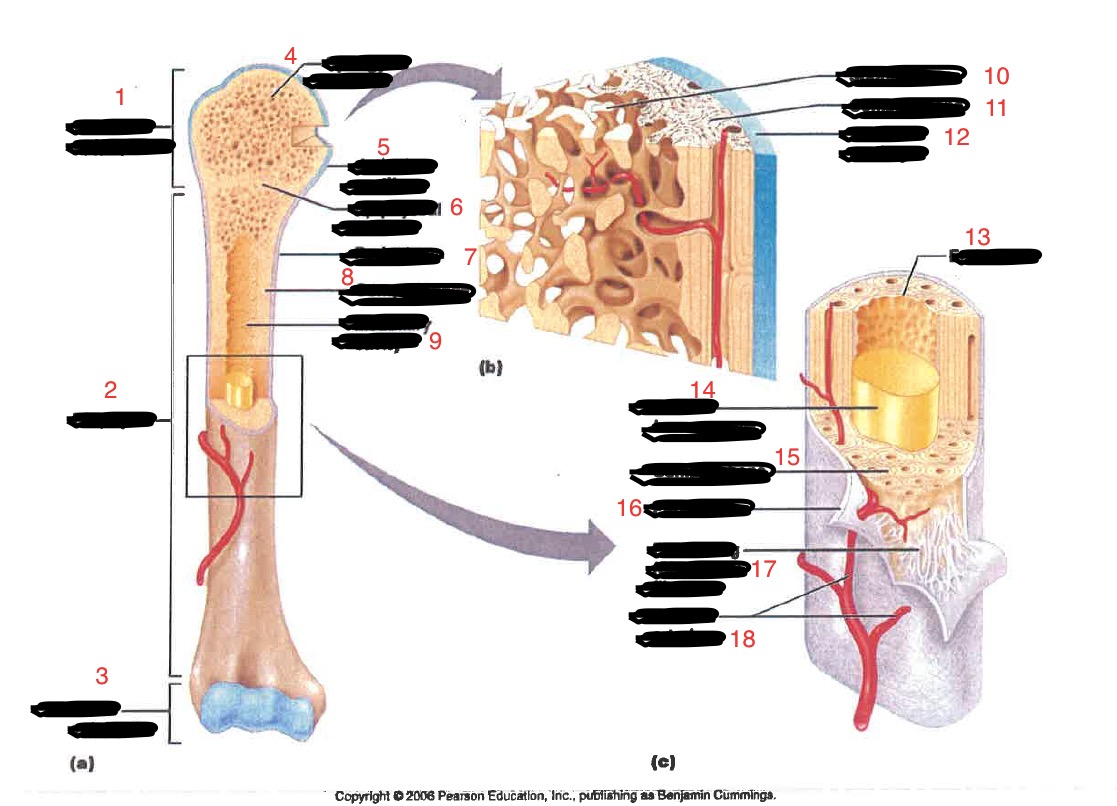 <p>compact bone</p>