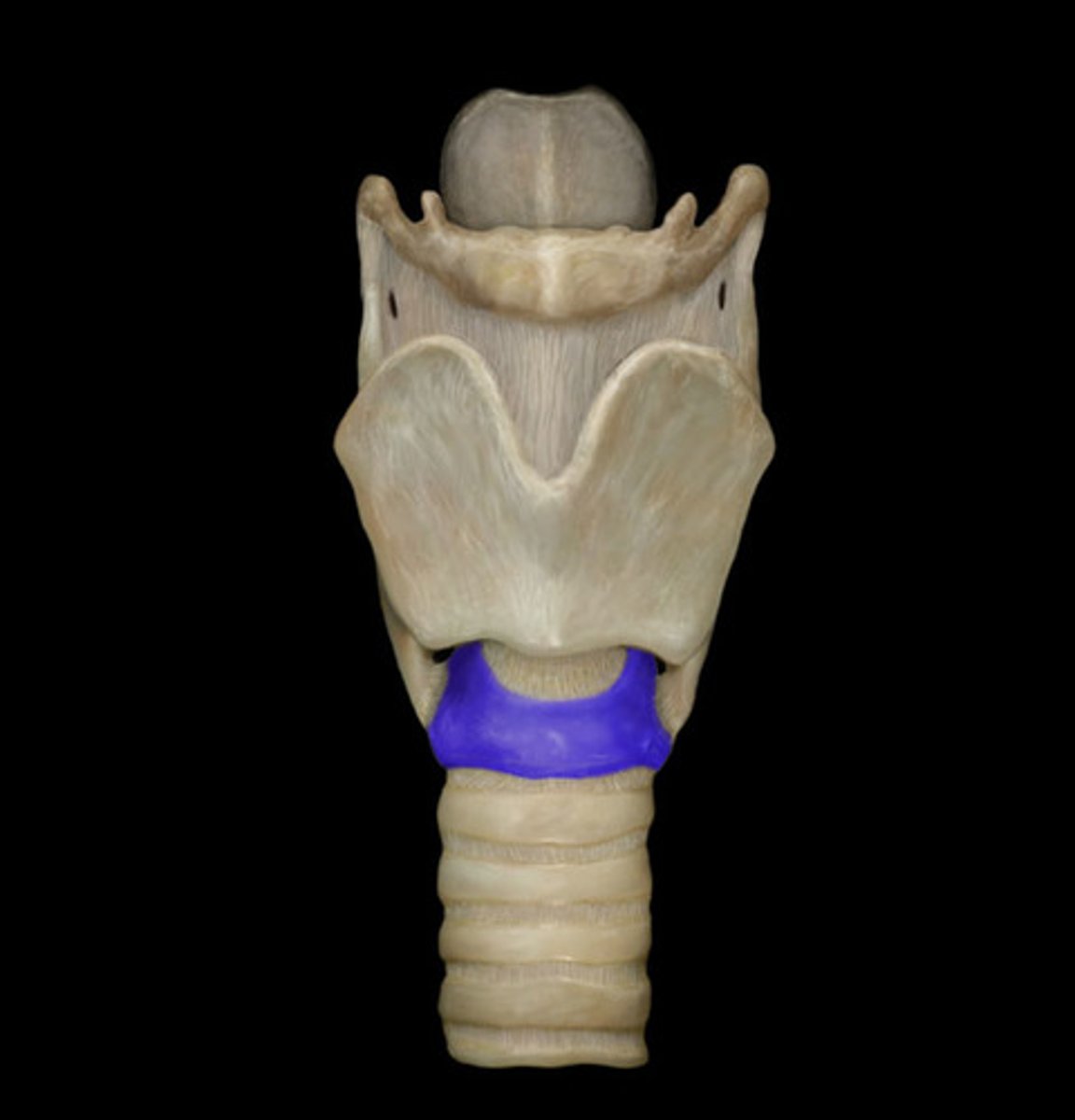 <p>Name the Structure</p>