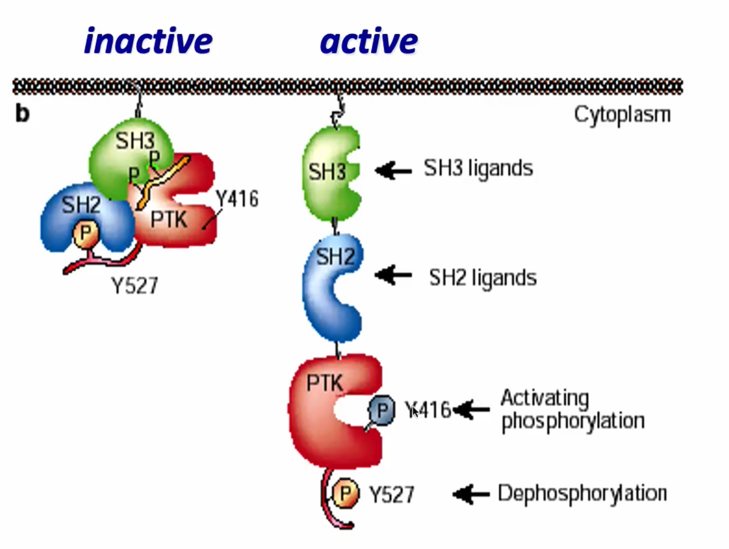 <ul><li><p>De-phosphorylation of Y527.</p></li><li><p>Other P-Y binding to the SH2 domain.</p></li><li><p>Other Pro-X-X-Pro peptide binding to the SH3 domain.</p></li><li><p><strong>Auto-phosphorylation of Y416 in the activation loop.</strong></p><ul><li><p>Phosphorylation of Y416 relieves a steric barrier and allows the kinase to adopt a fully active form.</p></li></ul></li></ul><p></p><p></p>