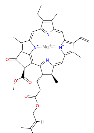 <p>Top part of this diagram of Chlorophyll</p>