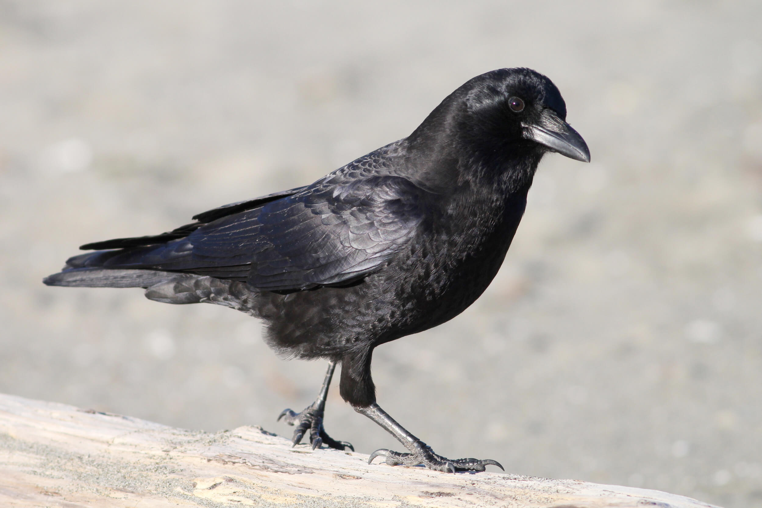 <p>Corvidae </p>