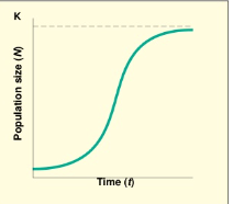 <p>Population levels out when it reaches the carrying capaciy</p>