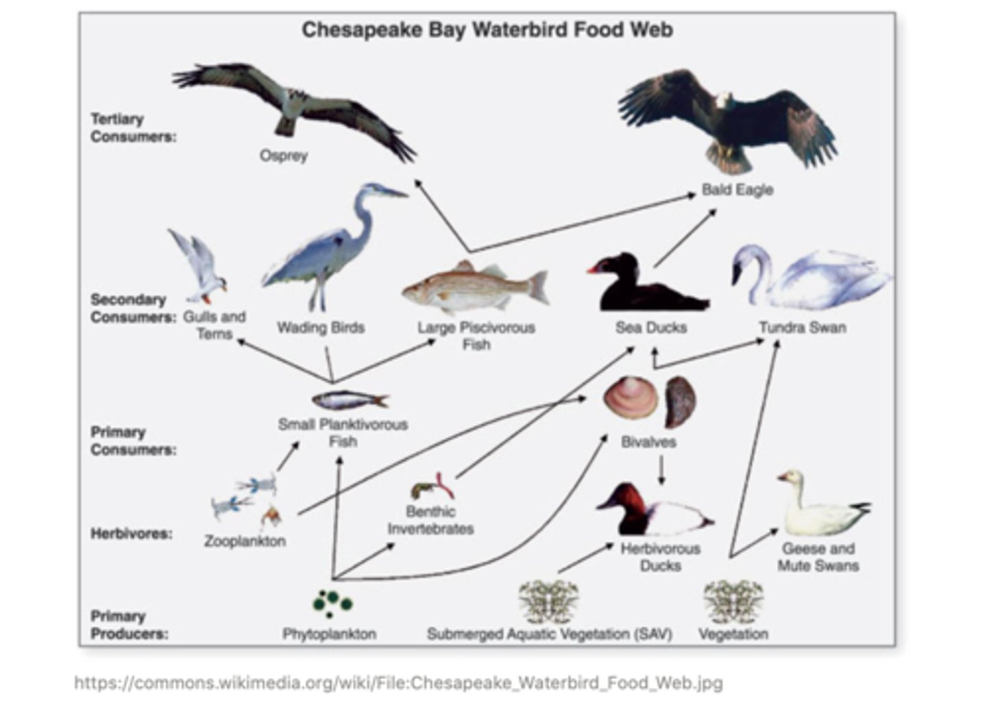 <p>food web</p><p>(expanded version of a food chain)</p>