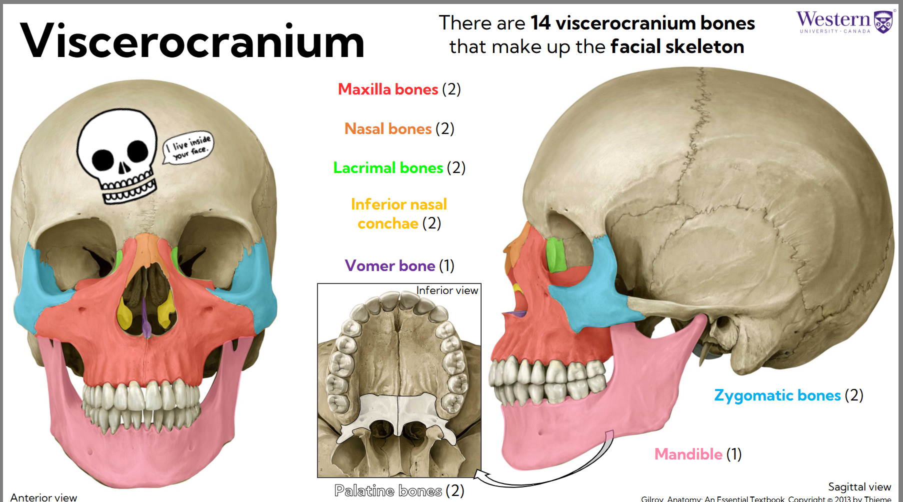 <ol><li><p>Maxilla (2)</p></li><li><p>Nasal (2)</p></li><li><p>Lacrimal (2)</p></li><li><p>Inferior nasal conchae (2)</p></li><li><p>Vomer </p></li><li><p>Zygomatic (2)</p></li><li><p>Mandible (1) </p></li><li><p>Palatine (2)</p></li></ol><p></p>