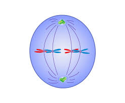 <p>centrosomes are at opposite poles, chromosomes line up at metaphase plate, microtubules are attached to each kinetochore</p>