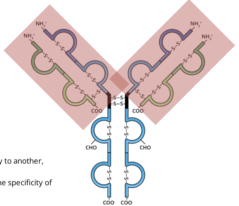 <p>the antigen binding region is variable and changes from one antibody to another, but remain the same on one antibody. </p><p>these regions are responsible for the diversity and specificity of immunoglobulins</p>