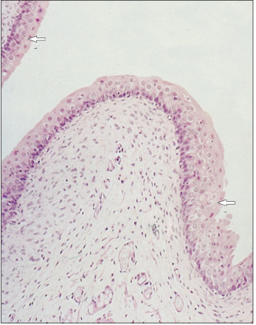 <p>Identify the structure:</p><p>Specie:</p><p>Stain used:</p>