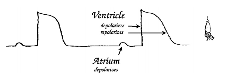 <p>Because the hook has penetrated some of the cells of the ventricle:</p><ul><li><p>records quasi-intracellular electrical potential→ (injury potential)</p></li></ul><p>also</p><ul><li><p>partly record extracellular potentials generated by rest of heart</p></li></ul><p></p><p>Picture: shows <strong>early recordings</strong></p><p></p>