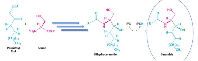 <p>palmitoyl CoA + serine, (bunch of rxns), dihydroceramide, ceramide</p>