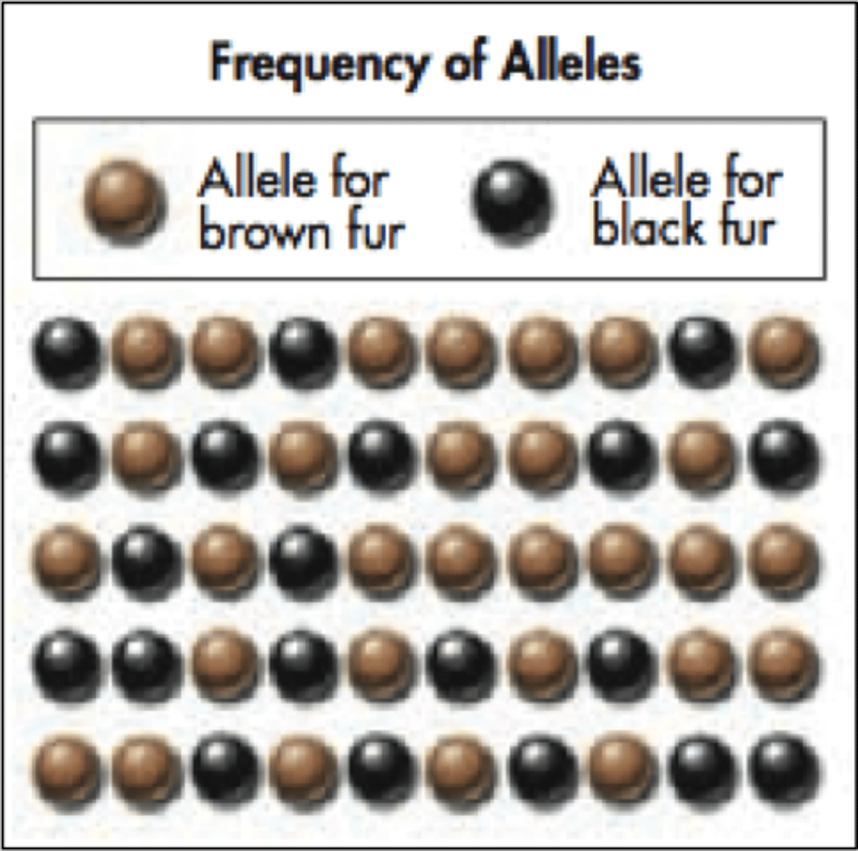 <p>Different forms of a gene</p>