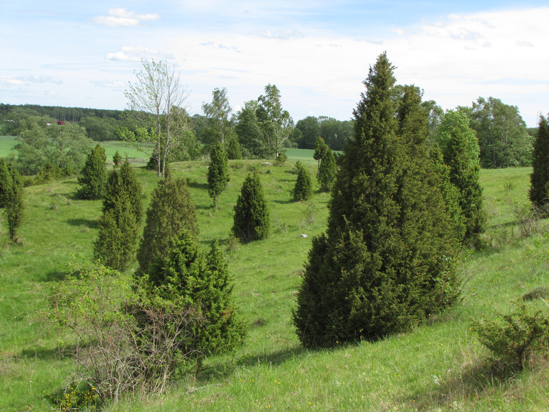 Juniperus communis h:0,2-9 b:2-5
