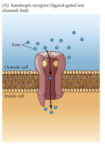 <p>(also called chemically-gated or ligand-gated ion channels) postsynaptic receptor proteins that include an ion channel, which is opened when an agonist binds to it .</p><ul><li><p>fast communication</p></li><li><p>open when some chemical binds to them (could be a neurotransmitter or some 2nd messenger)</p></li></ul>