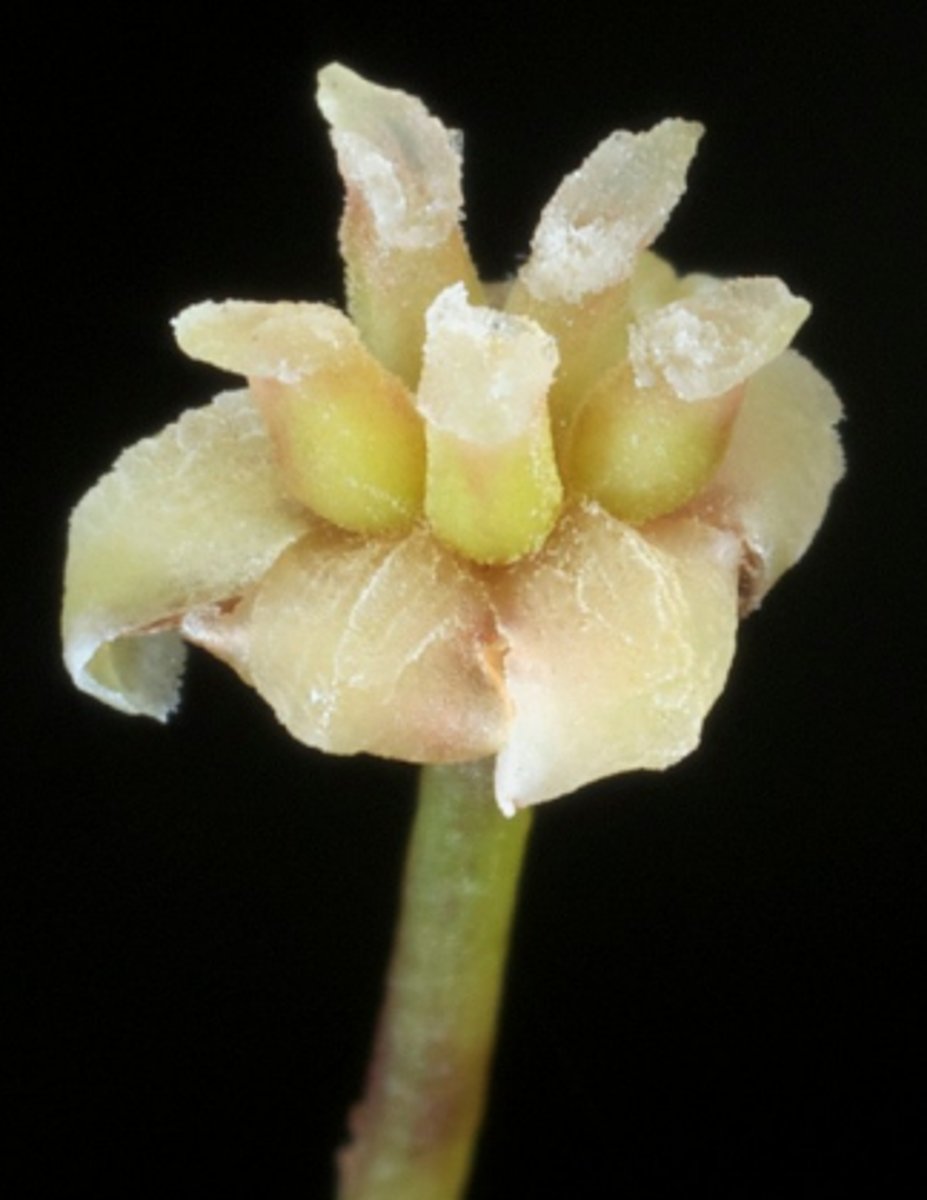 <p>Meest primitieve bloemplant</p>