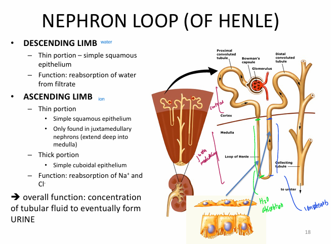 <p>1) Descending limb = reabsorption of WATER from filtrate</p><p>2) Ascending limb = thin + thick = reabsorption of Na+ &amp; Cl- </p><p></p><p>Overall fxn = concentration of tubular fluid to form URINE</p>
