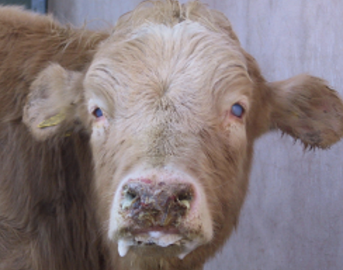 <p>-<strong>crusting oral and nasal ulcers</strong></p><p>-conjunctivitis with corneal edema and uveitis</p><p>-high fever</p><p>-diarrhea</p><p>-hematuria</p><p>-coronitis</p><p><strong>-encephalitis</strong></p><p><strong>-lymphadenopathy</strong></p>