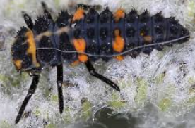 <p>what bugs family is this</p>