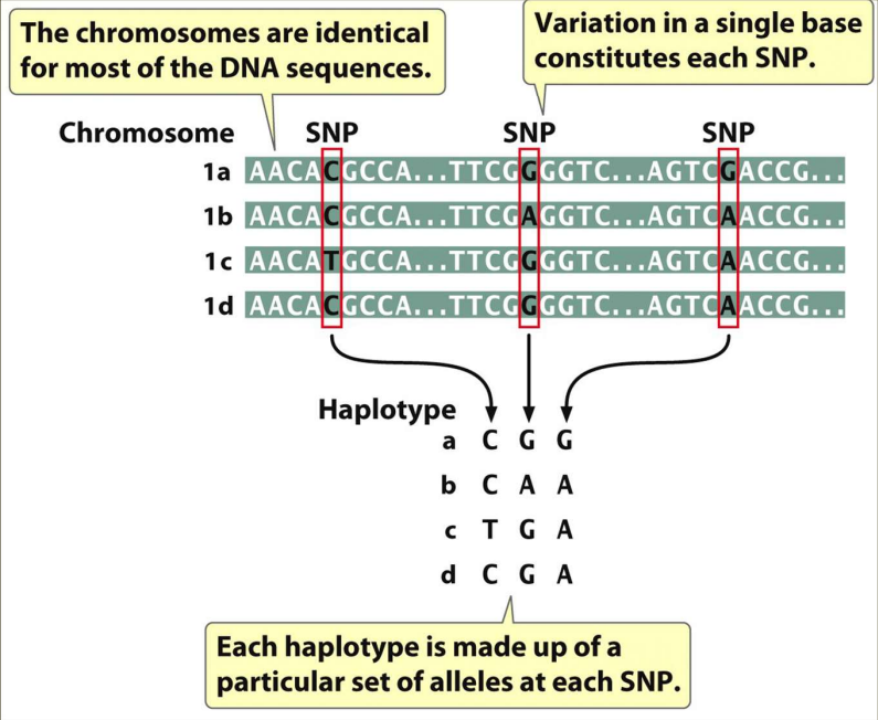 - GWAS: Genome Wide Association Study- uses pedigree and linkage using SNP haplotypes to identify disease loci 
~ 4 million nucleotides differentiate humans 
-- Differences in genomes are used as markers 
- Haplotype is inheritable 