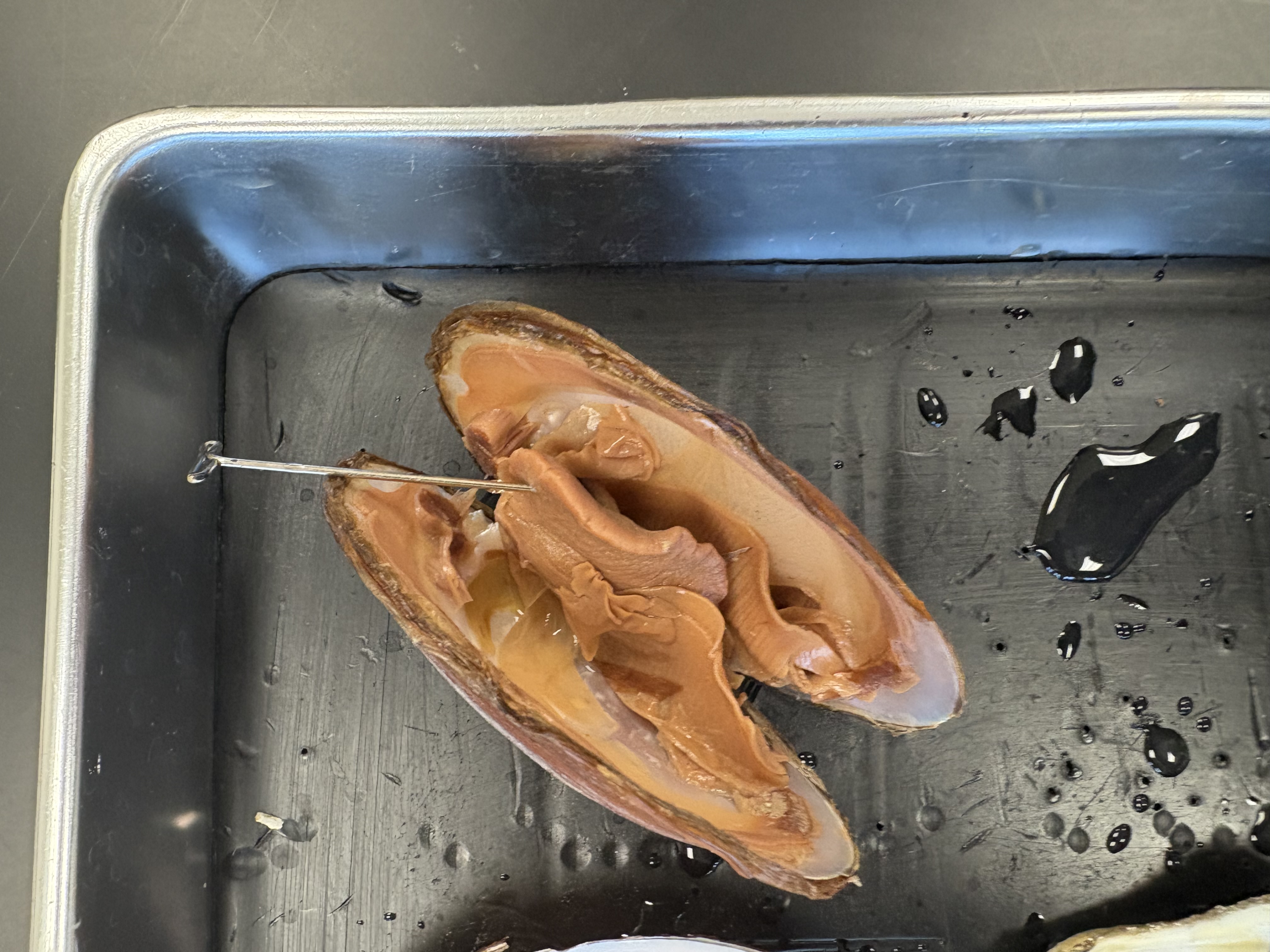 <p>what is this pin in in this photo of a clam (Class Bivalvia) </p>