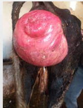 <p>What prolapse is this?</p>