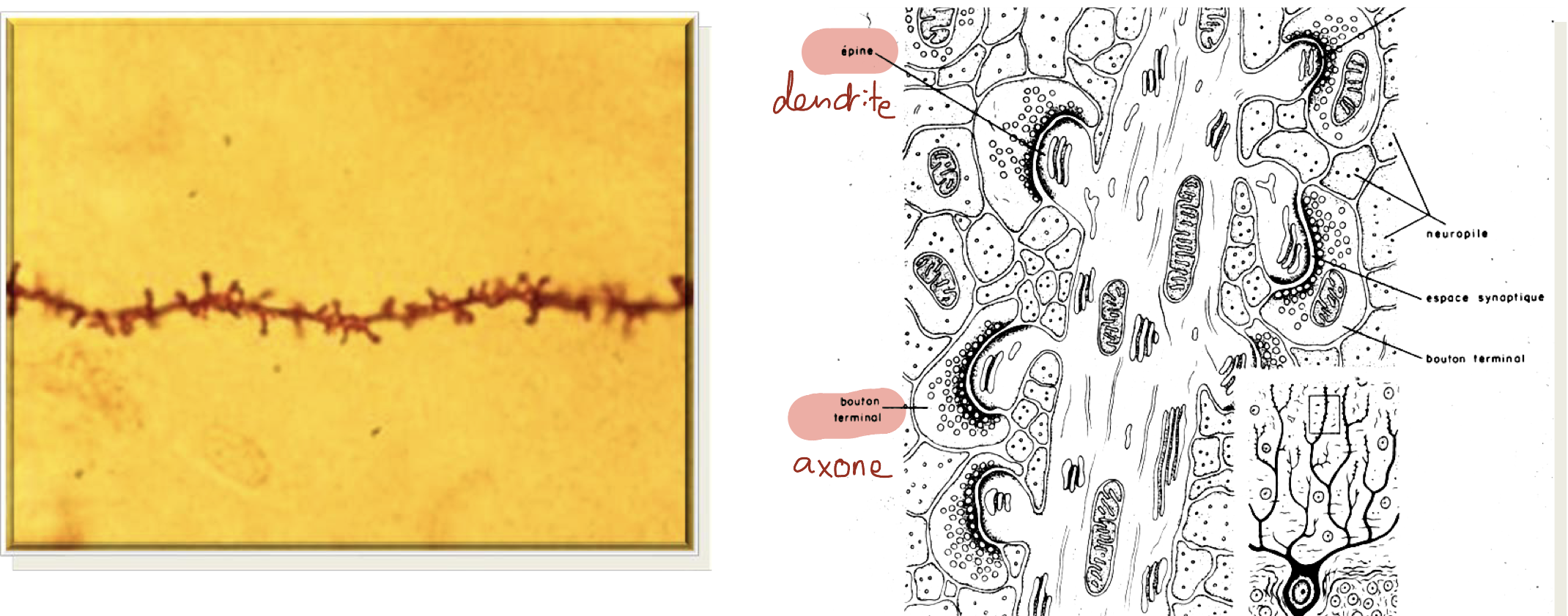 <p>des excroissances= les épines dendritiques sur lesquelles se posent les bourgeons terminaux des axones</p><p>-le PA qu’émmet le neurone résulte de l’intégration de l’ensemble des signaux qu’il a reçu par les dendrites</p><p>-la présence de nombreux dendrites enrichit l’information que reçoit le neurone</p>